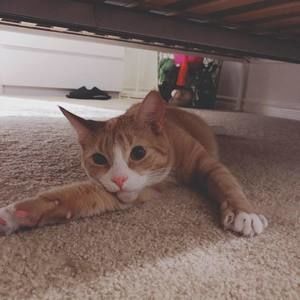 Meet your Posher, Huang